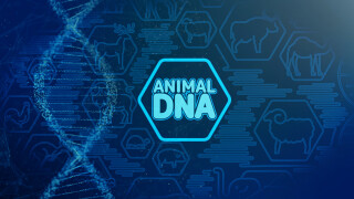 Animal DNA