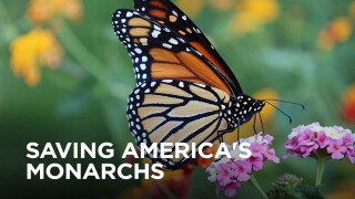 Saving America's Monarchs