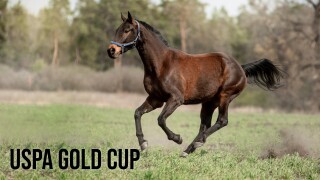 USPA Gold Cup
