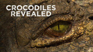 Crocodiles Revealed