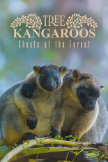 Tree Kangaroos: Ghosts Of The Forest
