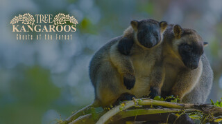 Tree Kangaroos: Ghosts Of The Forest