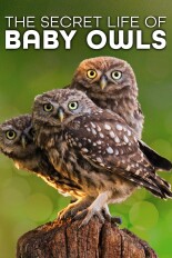 The Secret Life Of Baby Owls