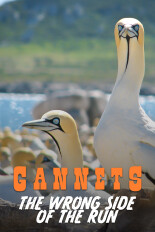 Gannets: The Wrong Side of the Run