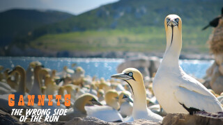 Gannets: The Wrong Side of the Run
