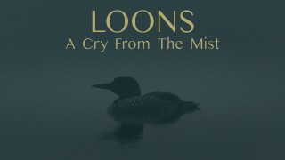 Loons: A Cry From the Mist