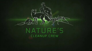 Nature's Clean-up Crew