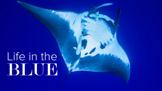 Life in the Blue