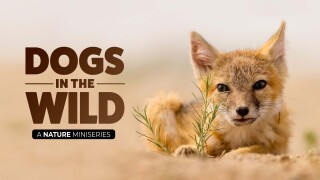 Dogs in the Wild, A Nature Miniseries