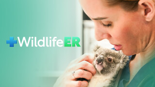 Wildlife ER