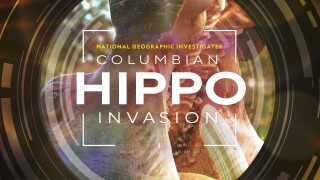 National Geographic Investigates - Invaders: Colombia's Hippos