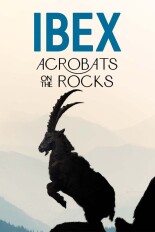 Ibex: Acrobats on the Rocks