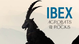 Ibex: Acrobats on the Rocks