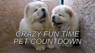 Crazy Fun Time Pet Countdown