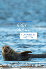 Grey Seals: A Journey of Survival