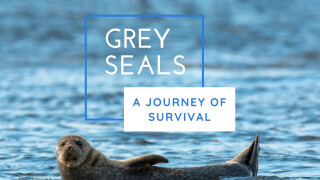 Grey Seals: A Journey of Survival