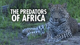 The Predators of Africa
