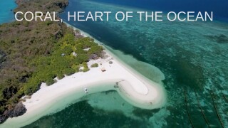 Coral, Heart of The Ocean