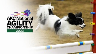 AKC National Agility Dog Championship