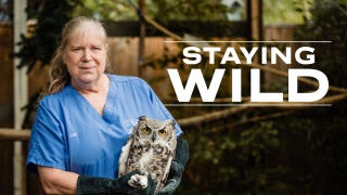 Staying Wild