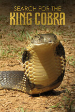 Search for King Cobra