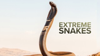 Extreme Snakes