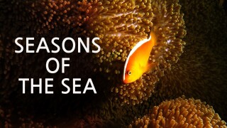 Seasons of the Sea