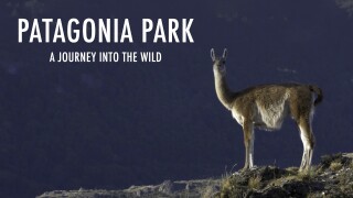 Patagonia Park: A Journey Into the Wild