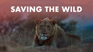 Saving the Wild