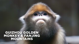 Guizhou Golden Monkey & Fanjing Mountains