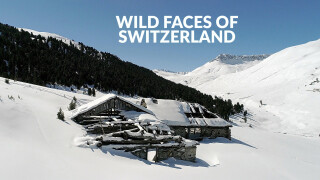 Wild Faces of Switzerland