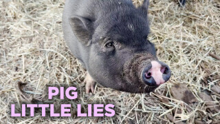 Pig Little Lies