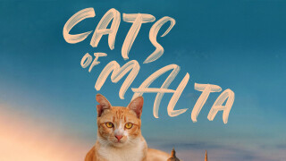 Cats of Malta