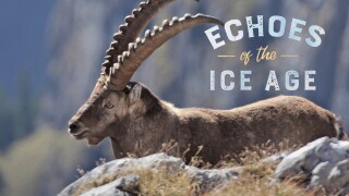 Echoes of the Ice Age