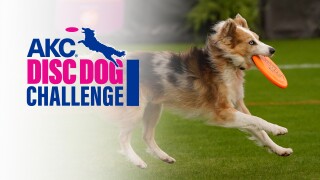 AKC Disc Dog Challenge 2023