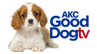 AKC Good Dog TV