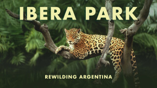 Ibera Park: Rewilding Argentina