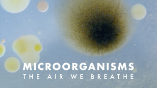 Microorganisms: The Air We Breathe