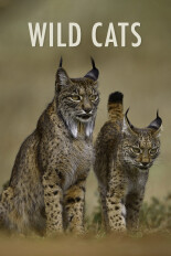 Wild Cats