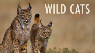 Wild Cats