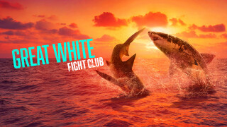 Great White Fight Club