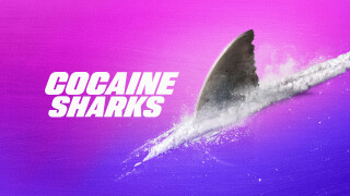 Cocaine Sharks