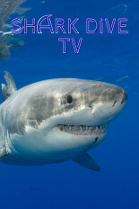 Shark Dive TV