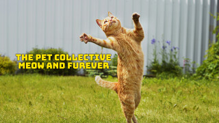 The Pet Collective - Meow and Furever