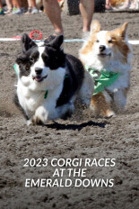 2023 Corgi Races at the Emerald Downs