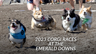 2023 Corgi Races at the Emerald Downs