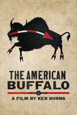 The American Buffalo