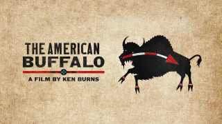 The American Buffalo