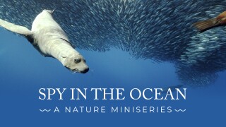 Spy in the Ocean, A Nature Miniseries