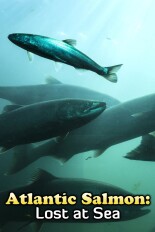 Atlantic Salmon: Lost at Sea